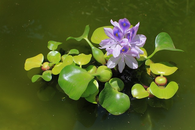 Water Hyacinth Processing